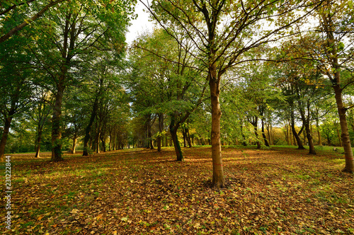 Fototapeta Naklejka Na Ścianę i Meble -  Jesienne drzewa w parku w słoneczny dzień.
