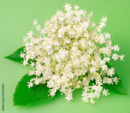 Foto ELDERFLOWER WITH LEAVES ON GREEN