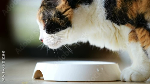 Low angle, ground level, closeup front view of hungry calico cat eating meat, meal, food from plate, bowl, licking tongue, looking up, down, head, female, woman hand giving, feeding