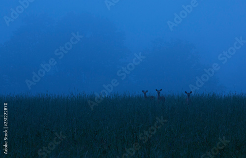 Deer in a field photo