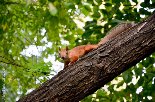 squirrel on tree © Анастасия Кашенко