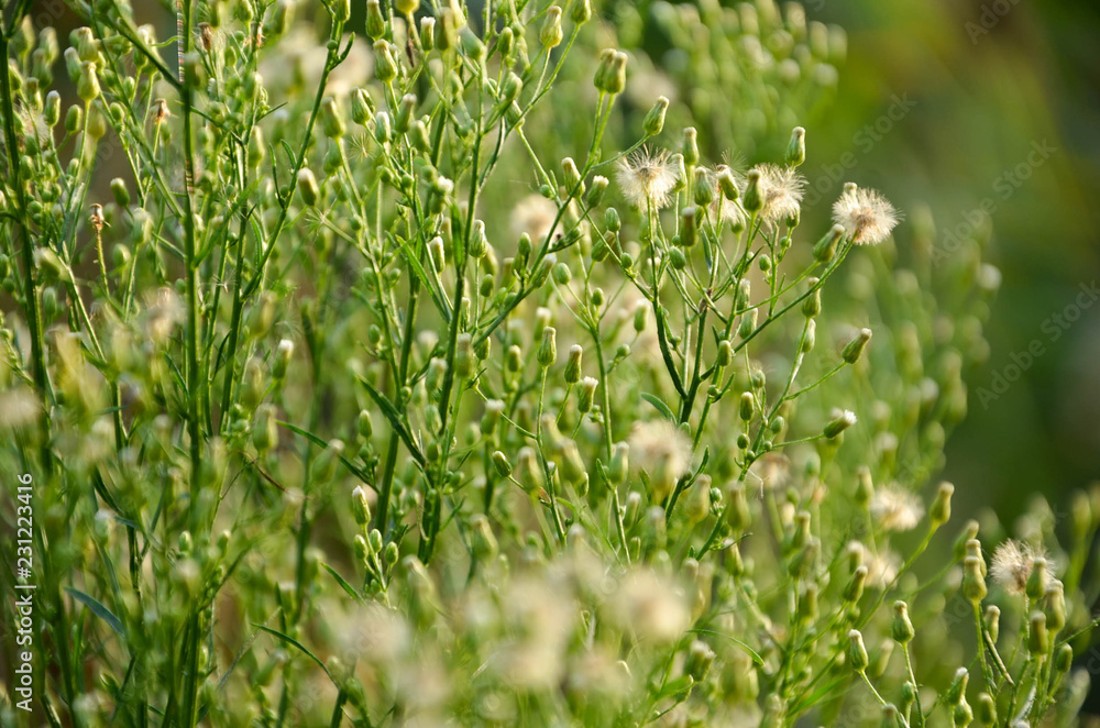 flower in grass flower in grass