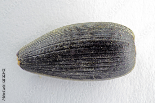 Fotografie sunflower seed close up macro