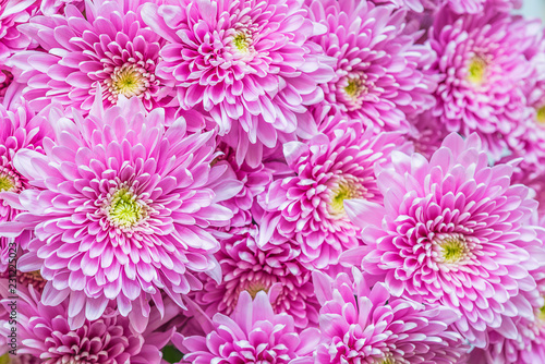 Beautiful bunch of pink chrysants top view photo