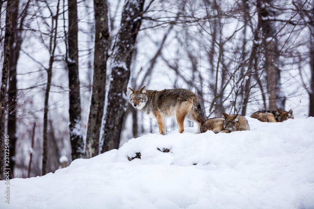 Pack of coyotes resting in mid winter in a boreal forest Quebec, Canada.