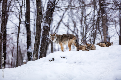 Pack of coyotes resting in mid winter in a boreal forest Quebec, Canada. © Hummingbird Art