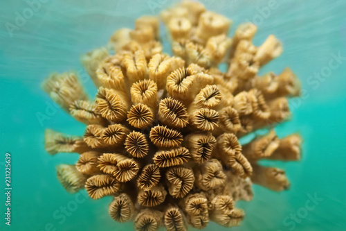 Orange coral, marine life, closeup underwater