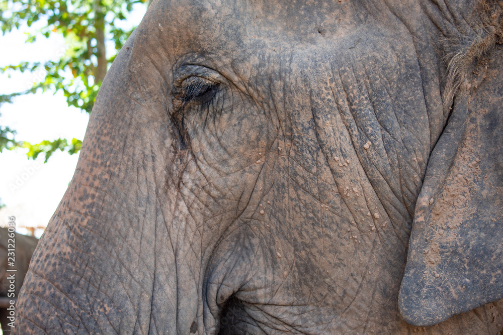 Obraz premium Elephant Face Detail