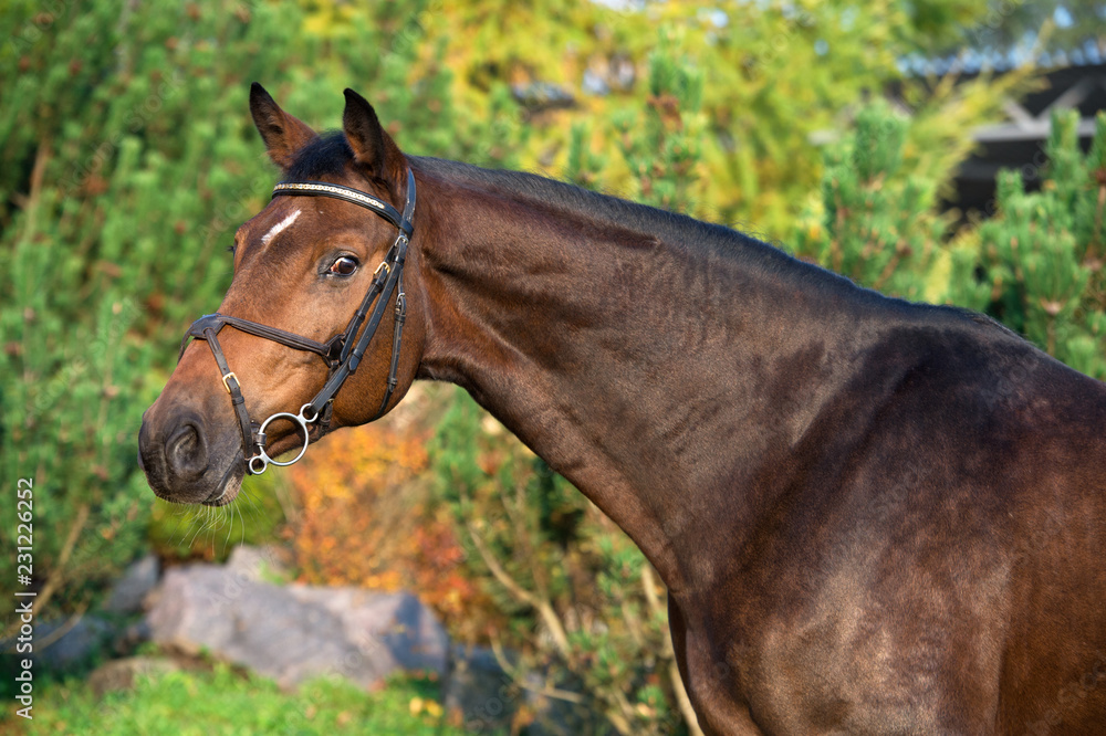 portrait of sportive warmblood horse at pine trees background portrait of sportive warmblood horse at pine trees background
