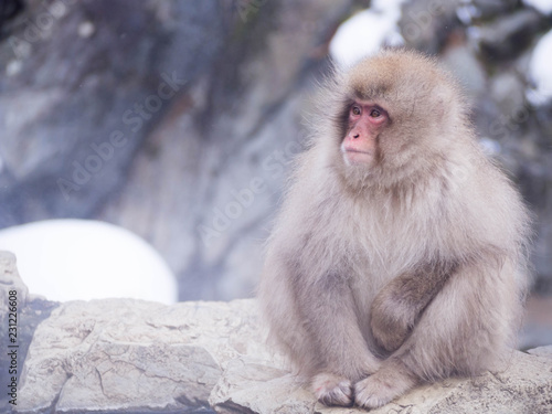 Japanese Snow monkey Macaque in hot spring Onsen Jigokudan Park, Nakano,now Monkey Japanese Macaques bathe in onsen hot springs at Nagano, Japan. © Sataporn