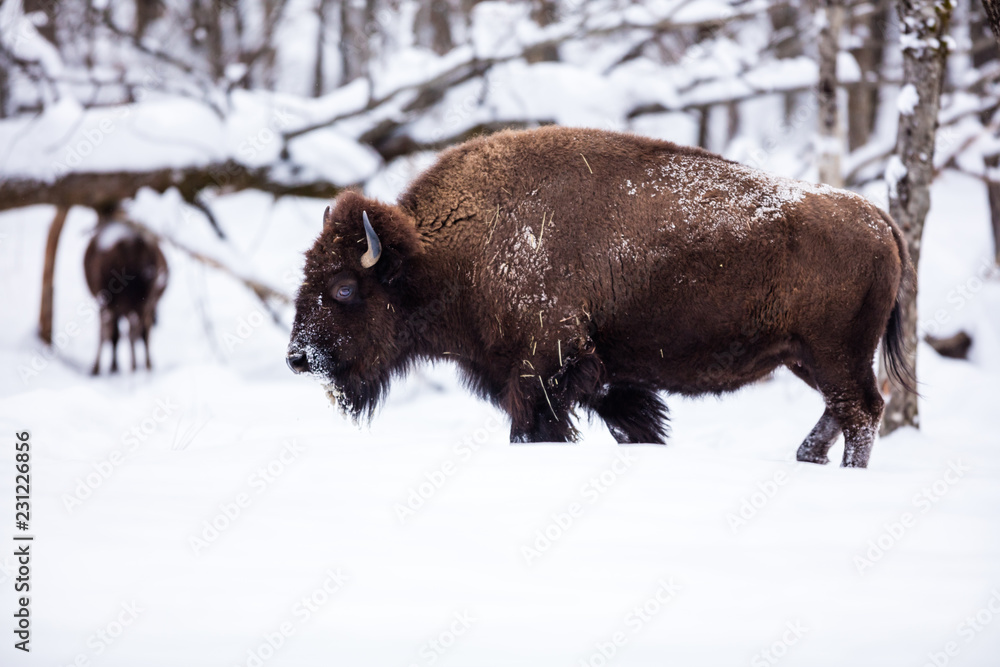American Bison or Buffalo resting in a snow storm in north Quebec Canada. American Bison or Buffalo resting in a snow storm in north Quebec Canada.