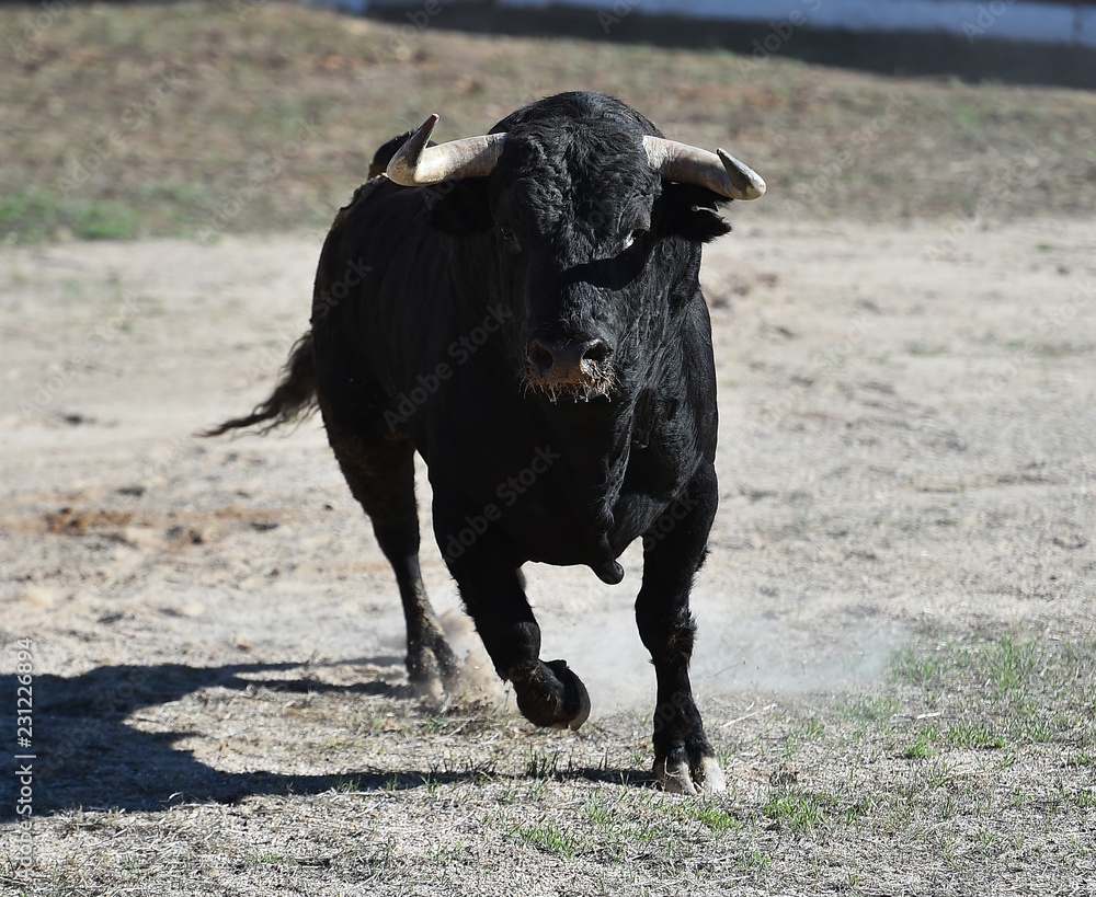 toro español con grandes cuernos toro español con grandes cuernos