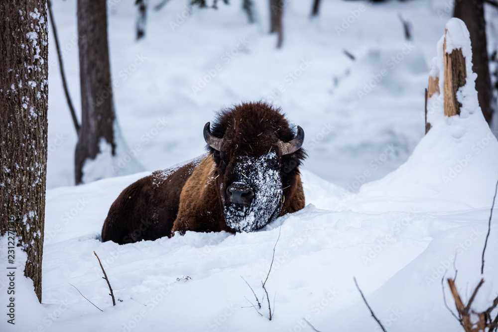 American Bison or Buffalo resting in a snow storm in north Quebec Canada. American Bison or Buffalo resting in a snow storm in north Quebec Canada.