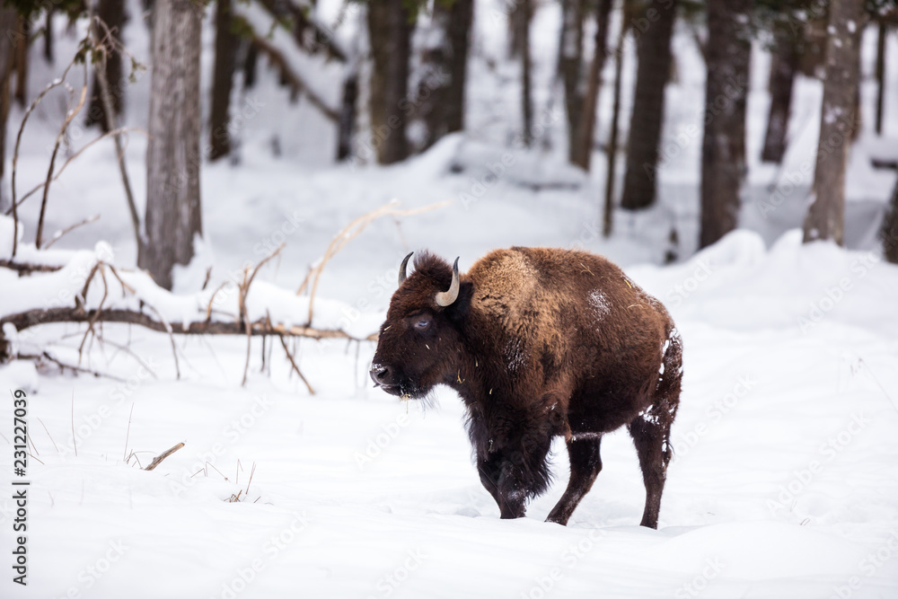 American Bison or Buffalo resting in a snow storm in north Quebec Canada. American Bison or Buffalo resting in a snow storm in north Quebec Canada.