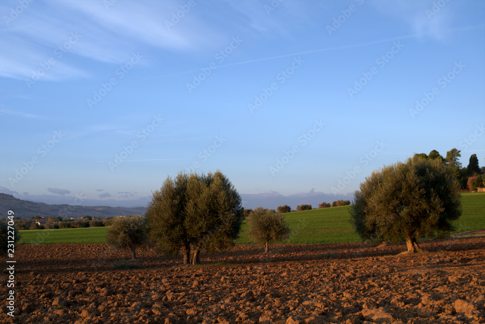 tree in the field, landscape, sky, agriculture, nature, rural,tree, meadow, land, countryside, country,outdoors, autumn,farming, horizon