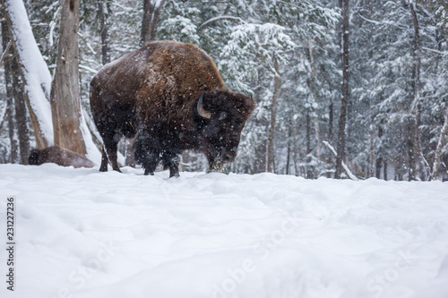 American Bison or Buffalo resting in a snow storm in north Quebec Canada. © Hummingbird Art