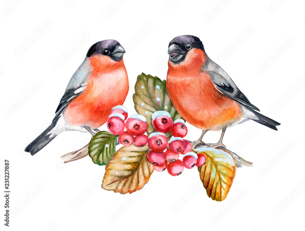 Bullfinches on a rowan branch isolated on white background. Birds sitting on a branch. Red Berries rowans or mountain-ashes. Couple In Love. Watercolor. Illustration. Template. Close-up. Portrait.