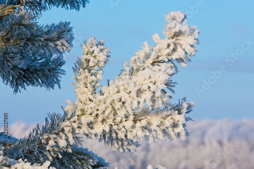 Snow-covered winter pine branch