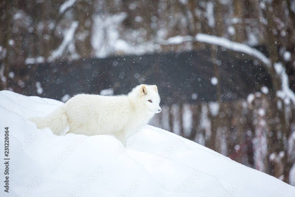 Artic fox shot far north in Quebec, Canada. Artic fox shot far north in Quebec, Canada.