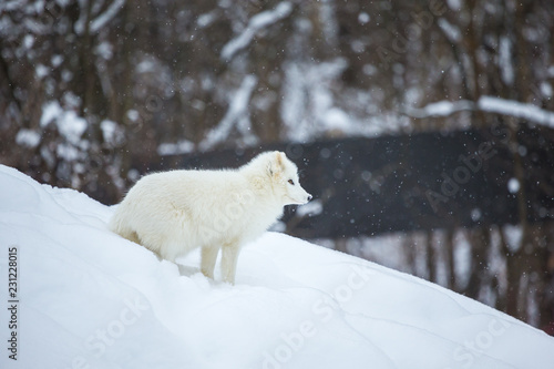 Artic fox shot far north in Quebec, Canada.