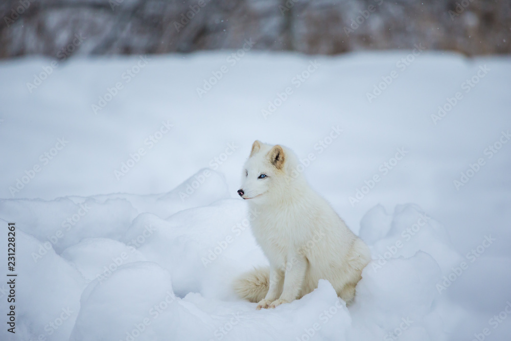 Artic fox shot far north in Quebec, Canada.
