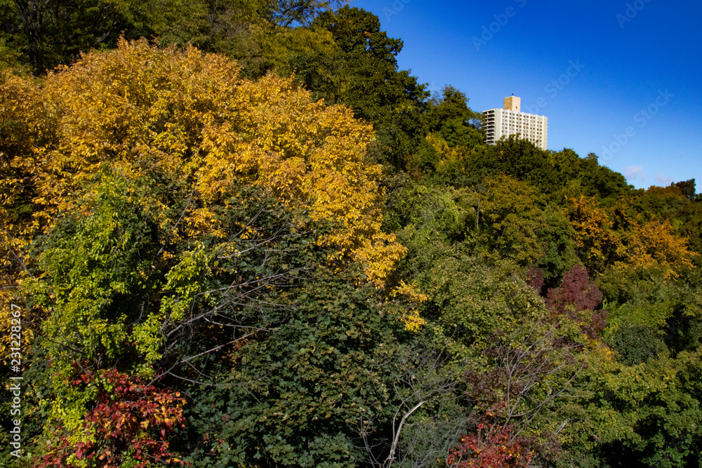 Trees and Building Trees and Building