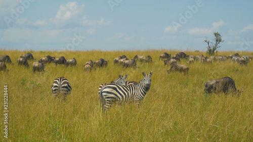 AERIAL  Flying close to a group of zebras and wildebeests grazing in the wild.