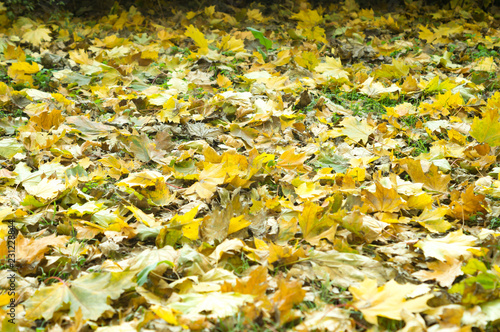 autumn carpet of fallen maple leaves