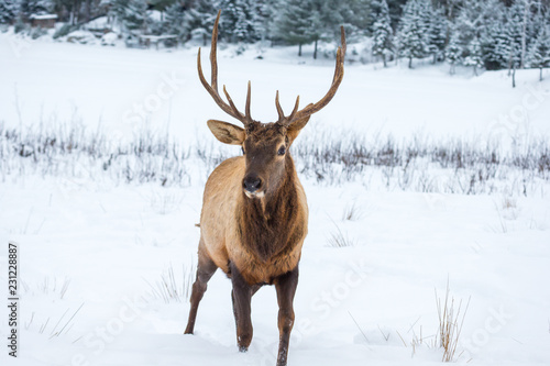 American or Canadian Elk shot in early winter in deep snow north Quebec Canada.