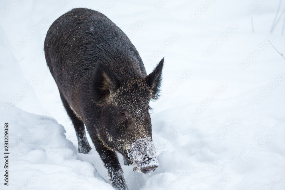 Wild boar in a boreal forest in mid winter in Quebec, Canada. Wild boar in a boreal forest in mid winter in Quebec, Canada.
