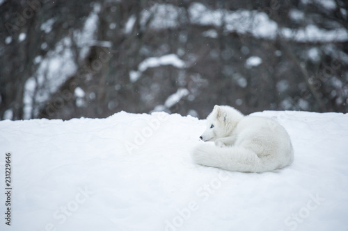 Artic fox shot far north in Quebec, Canada. © Hummingbird Art