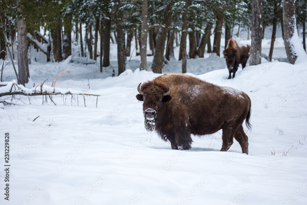 American Bison or Buffalo resting in a snow storm in north Quebec Canada. American Bison or Buffalo resting in a snow storm in north Quebec Canada.