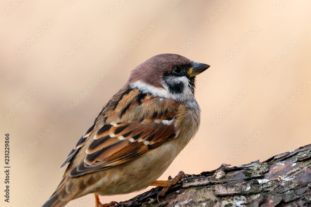 Fototapeta premium Eurasian tree sparrow sitting on branch of tree. Cute common city park bird.
