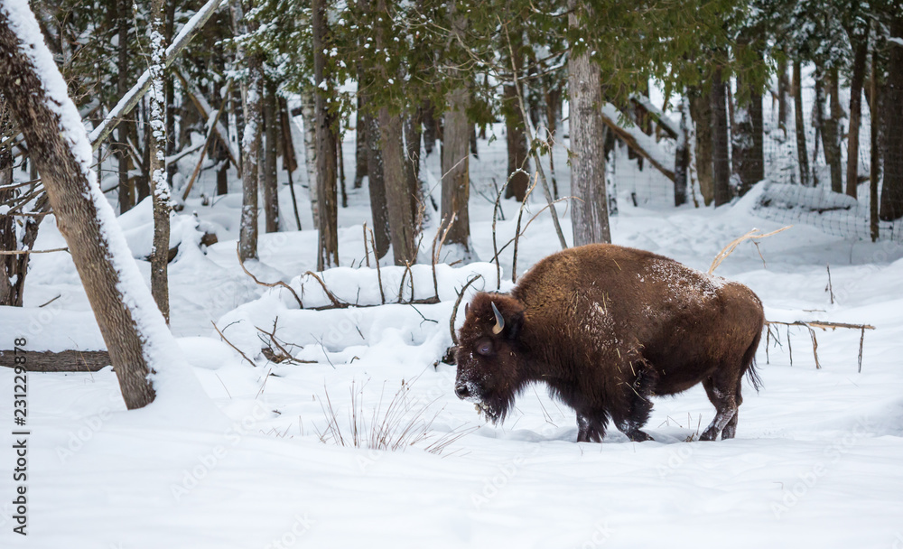 American Bison or Buffalo resting in a snow storm in north Quebec Canada. American Bison or Buffalo resting in a snow storm in north Quebec Canada.