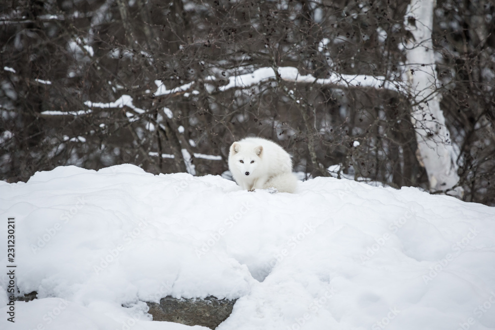 Artic fox deep in the north of Quebec, Canada. Artic fox deep in the north of Quebec, Canada.