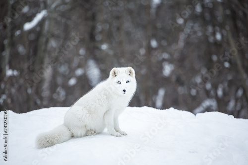 Artic fox deep in the north of Quebec  Canada.