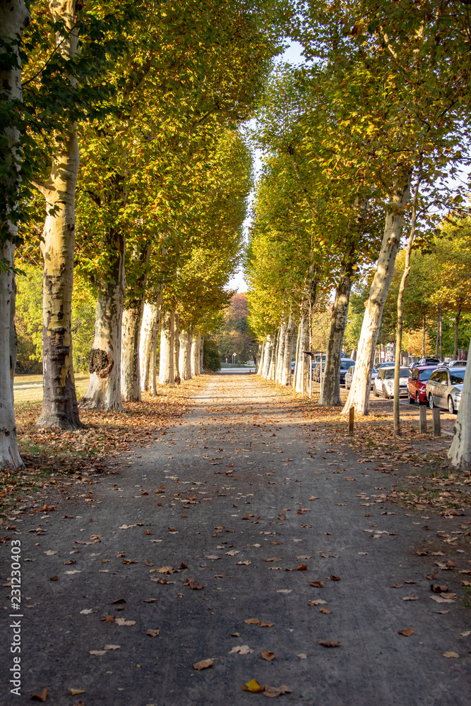 Naklejka premium Wundervolle Herbstansicht mit Alleen,Teich ,Brücke und bunt gefärbten Bäumen und Blättern in Leipzig