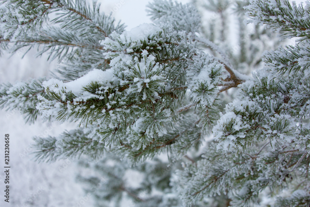 Snow-covered winter pine branch Snow-covered winter pine branch