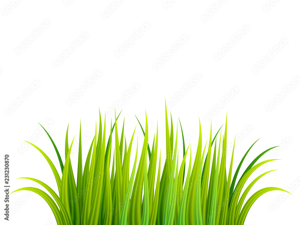 Obraz premium Green grass vector illustration