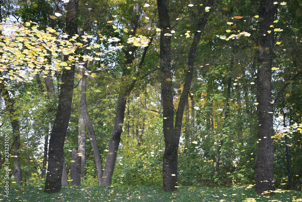 Obraz premium The Neskuchny Garden is a landscape park in the center of Moscow on the banks of the Moskva River, preserved from the noble estate of Neskuchnoye. Founded in 1728. Russia, Moscow, October 2018.