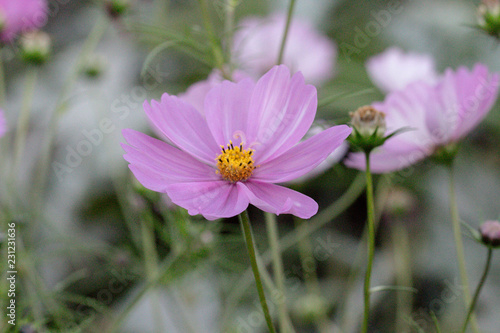 Pink autumn flower