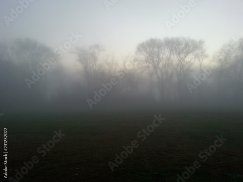 Foggy morning