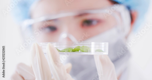 woman scientist take petri dish