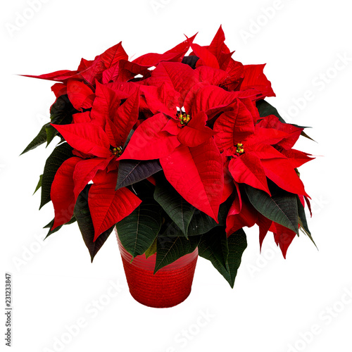 Fotografi Vibrant red poinsettia plant on white.