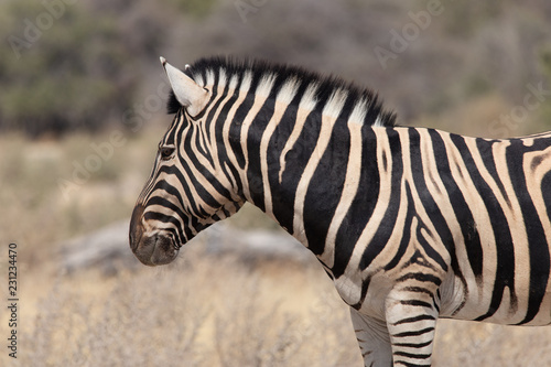 Zebra im Profil