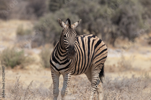 Schauendes Zebra