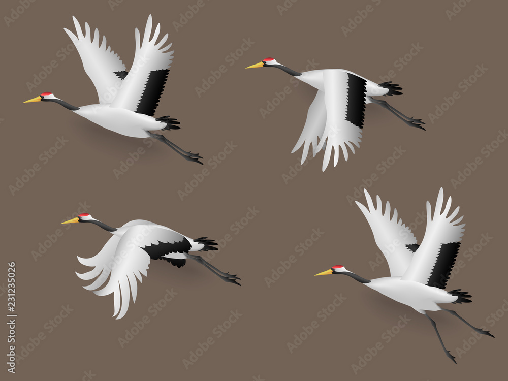 Obraz premium Set of Illustration Japanese Crane Birds Flying, Vector Illustration 