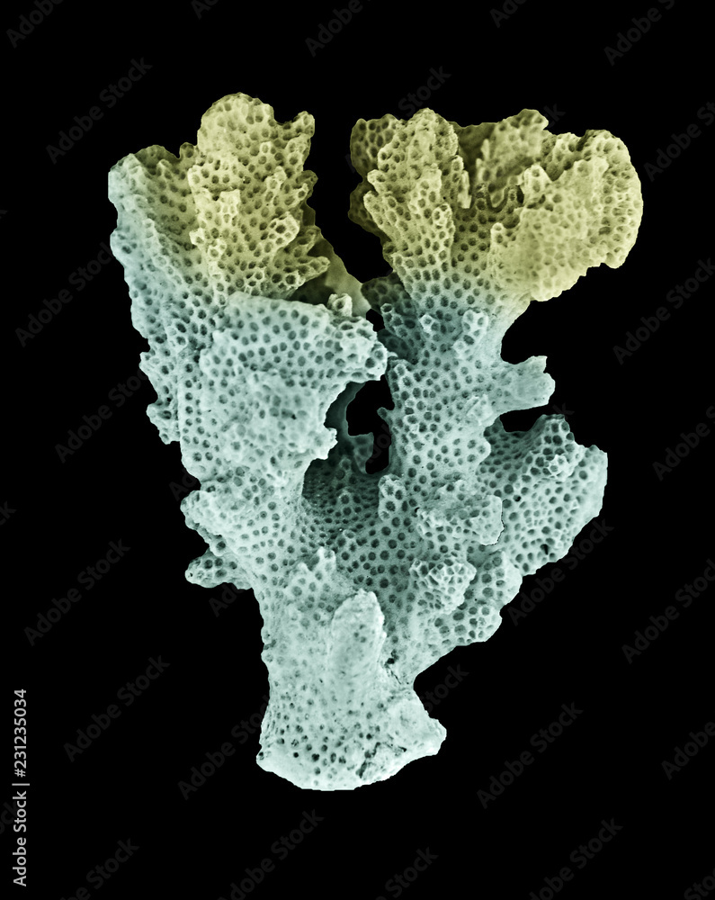 Obraz premium coral isolated on black background