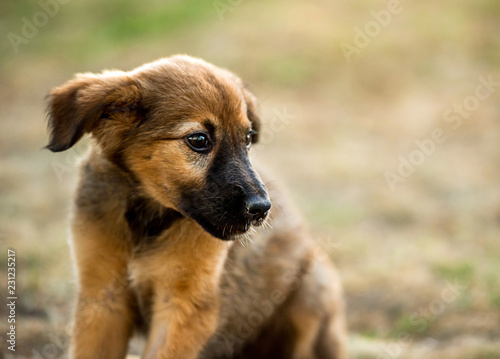 mongrel puppy sitting on grass
