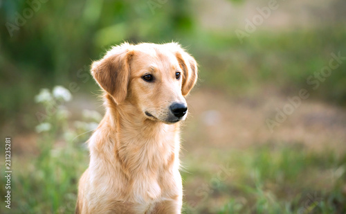portrait of a mongrel dog